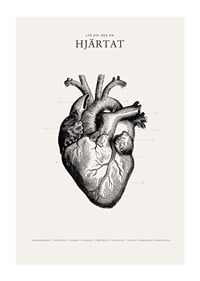 Detaljerad illustration av mänskligt hjärta i svartvitt-1