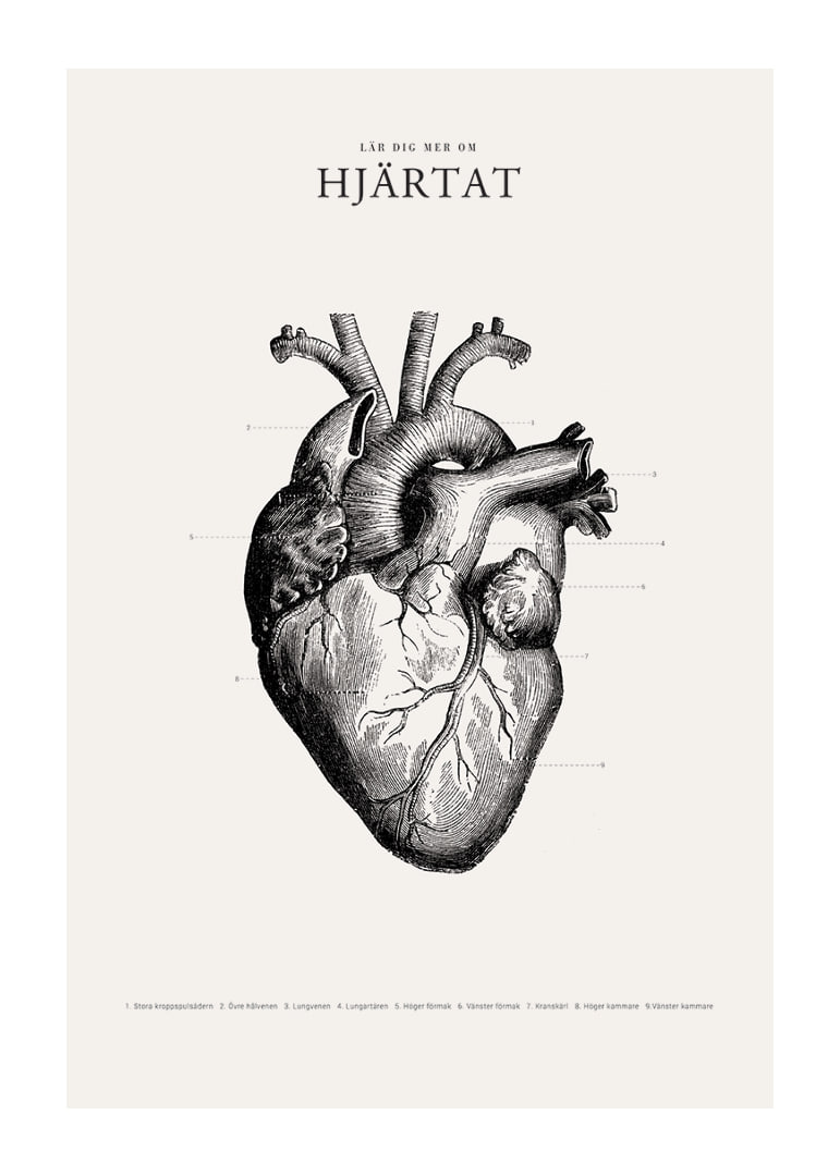 Detaljerad illustration av mänskligt hjärta i svartvitt-12