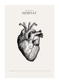 Detaljerad illustration av mänskligt hjärta i svartvitt-1
