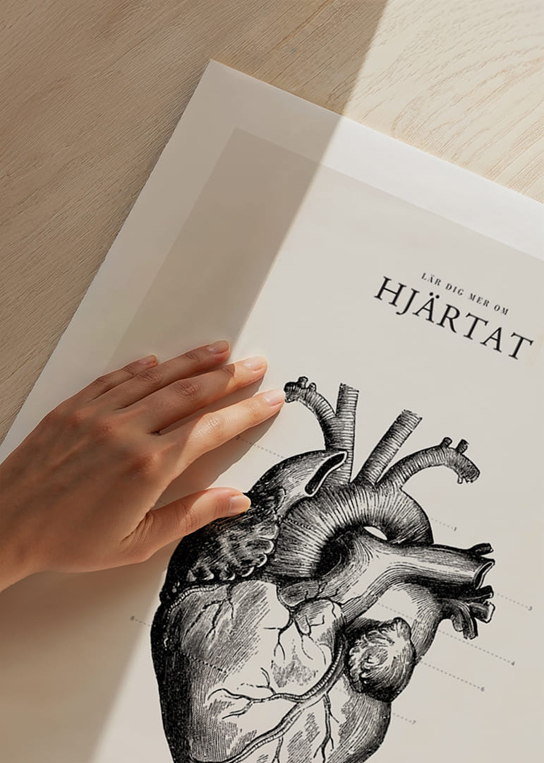 Detaljerad illustration av mänskligt hjärta i svartvitt-12