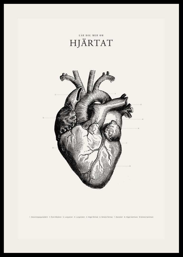 Detaljerad illustration av mänskligt hjärta i svartvitt-12