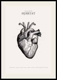 Detaljerad illustration av mänskligt hjärta i svartvitt-2