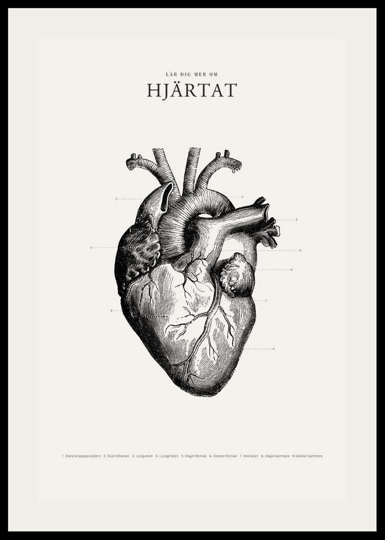 Detaljerad illustration av mänskligt hjärta i svartvitt-12