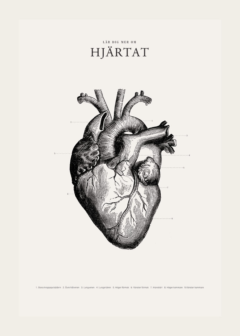 Detaljerad illustration av mänskligt hjärta i svartvitt-12