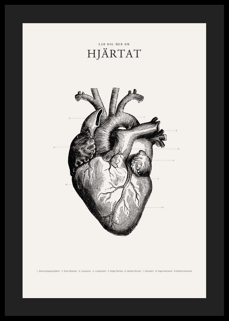 Detaljerad illustration av mänskligt hjärta i svartvitt-12