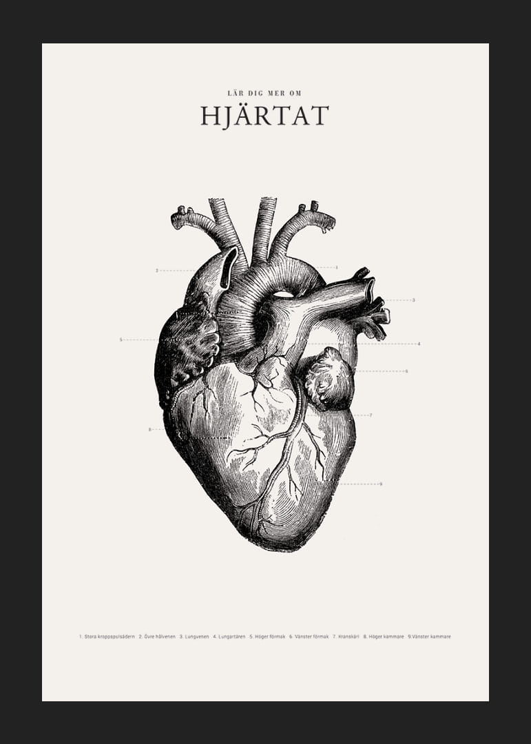 Detaljerad illustration av mänskligt hjärta i svartvitt-12