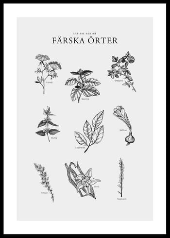 Poster Färska Örter