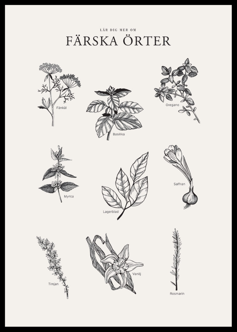 Svartvit illustration av nio färska örter med namn-12