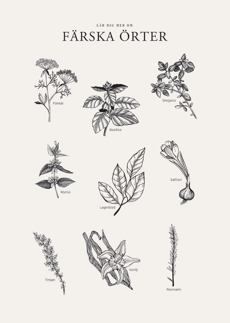 Svartvit illustration av nio färska örter med namn-12