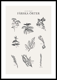 Svartvit illustration av nio färska örter med namn-0