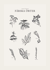 Svartvit illustration av nio färska örter med namn-3
