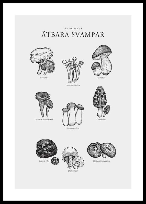 Ätbara Svampar-12
