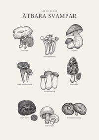 Svartvit illustration av ätbara svampar med namn-3