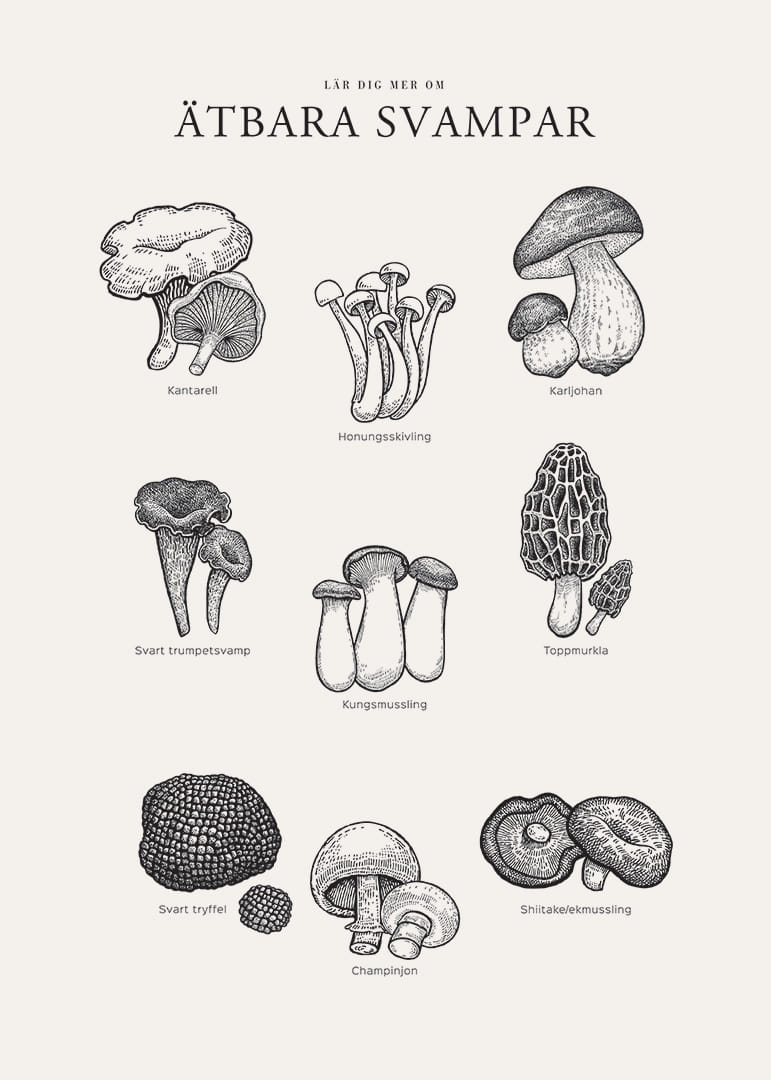 Svartvit illustration av ätbara svampar med namn-12