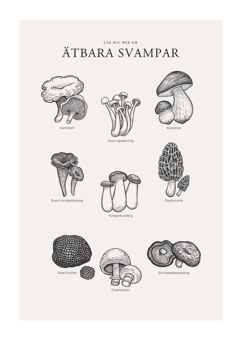 Svartvit illustration av ätbara svampar med namn-12
