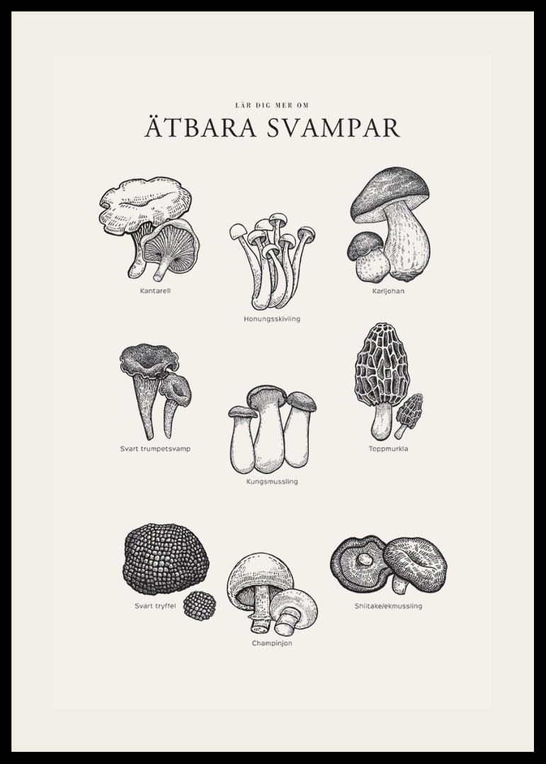 Svartvit illustration av ätbara svampar med namn-12