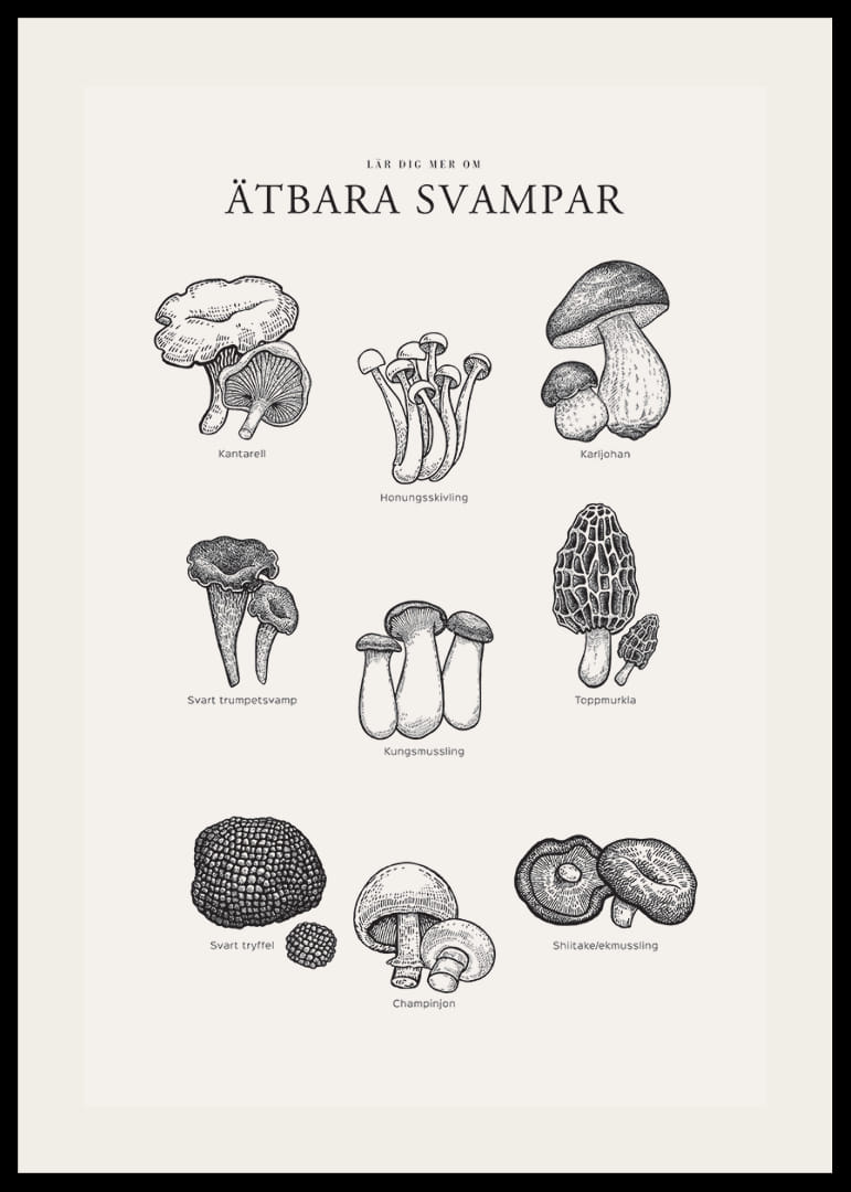 Svartvit illustration av ätbara svampar med namn-12