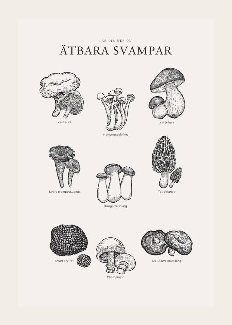 Svartvit illustration av ätbara svampar med namn-12