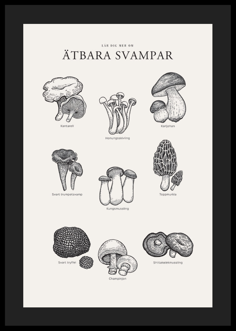 Svartvit illustration av ätbara svampar med namn-12