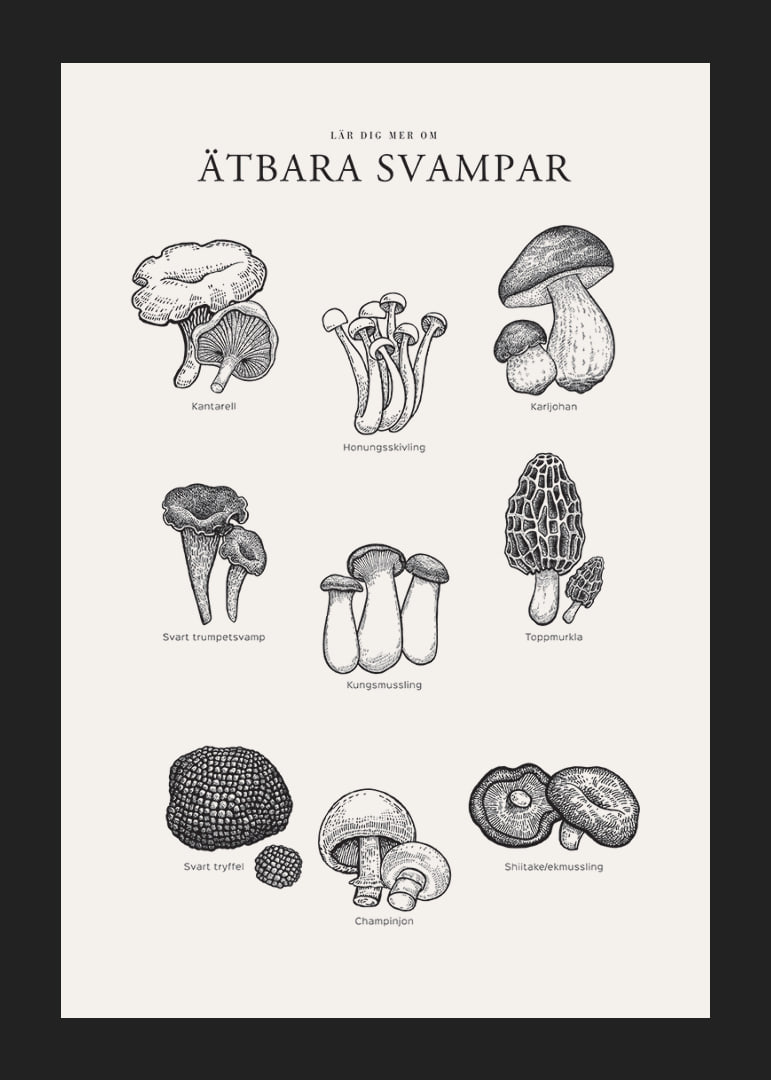 Svartvit illustration av ätbara svampar med namn-12