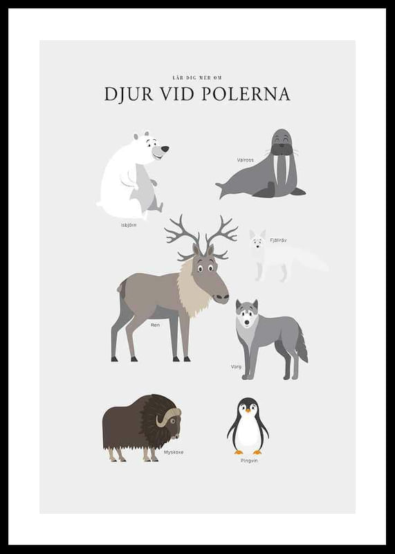 Djur Vid Polerna-12