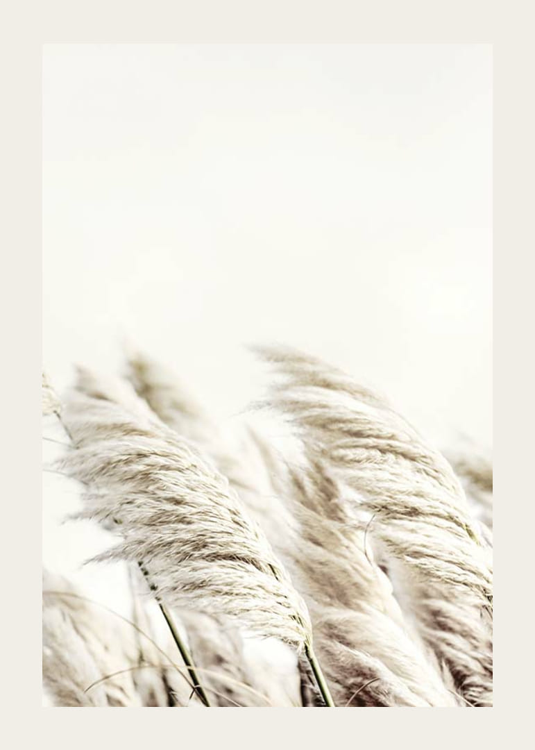 Photographie de roseaux beiges ondulants sur un fond légèrement flou-12