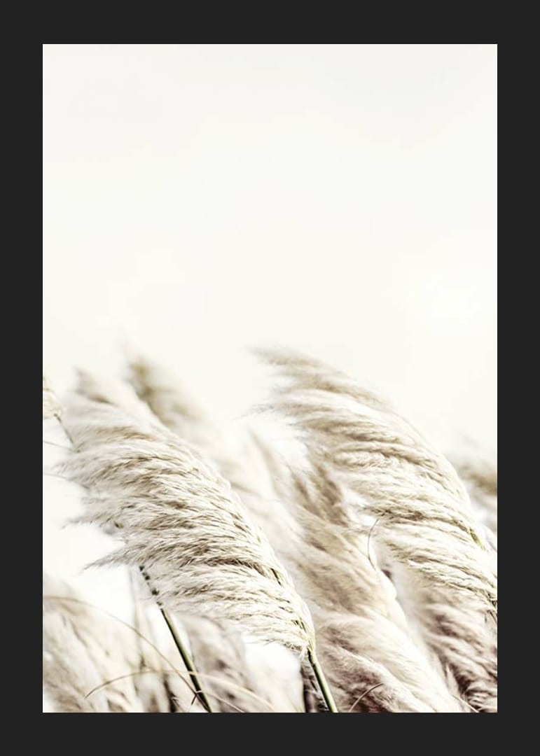 Photographie de roseaux beiges ondulants sur un fond légèrement flou-12