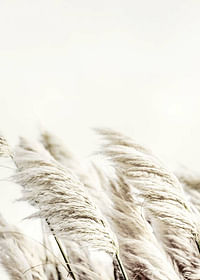 Reed In Wind-3