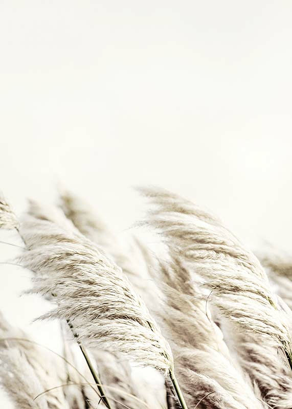 Reed In Wind-12