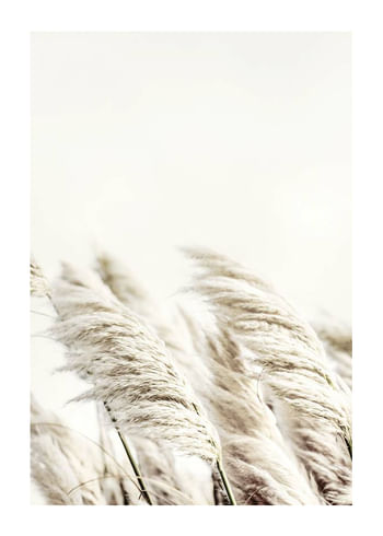 Plakatas Reed In Wind