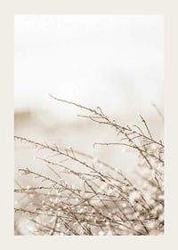 Dried plant branches in beige tones against a light blurred background-3