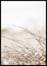 Dried plant branches in beige tones against a light blurred background-6