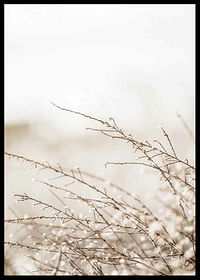 Branches-2