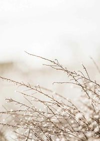 Dried plant branches in beige tones against a light blurred background-7