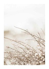 Branches-1