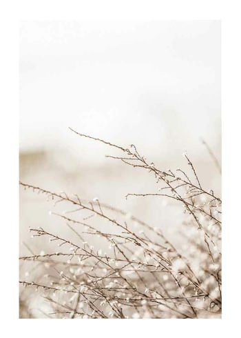 Poster Branches
