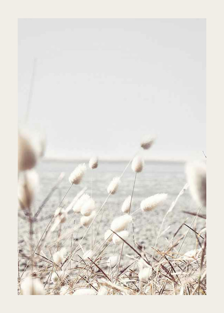 Bright dried blades of grass with sea view in gentle tones-12