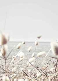 Bright dried blades of grass with sea view in gentle tones-7