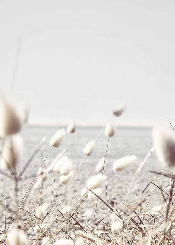 Bright dried blades of grass with sea view in gentle tones-12
