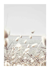 Bright dried blades of grass with sea view in gentle tones-1
