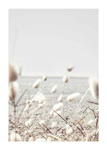 Poster Bunny Tails