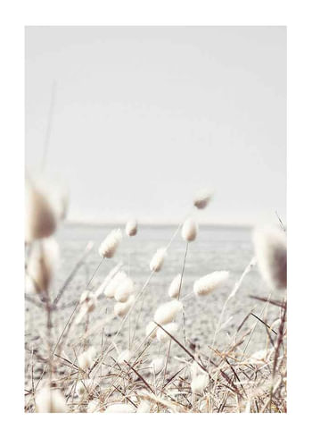 Poster Bunny Tails