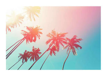 Affiche Colorful Palms