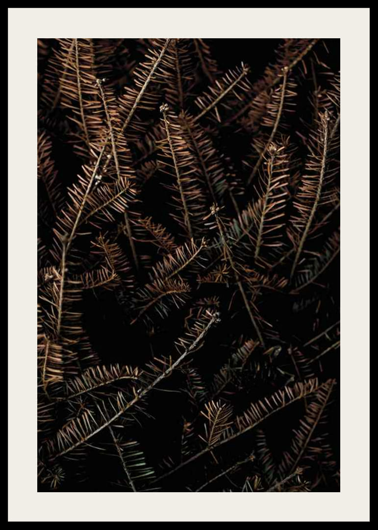 Detailný záber na hnedé suché smrekové konáre na tmavom pozadí-12