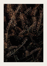 Detailný záber na hnedé suché smrekové konáre na tmavom pozadí-3