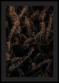 Detailný záber na hnedé suché smrekové konáre na tmavom pozadí-4