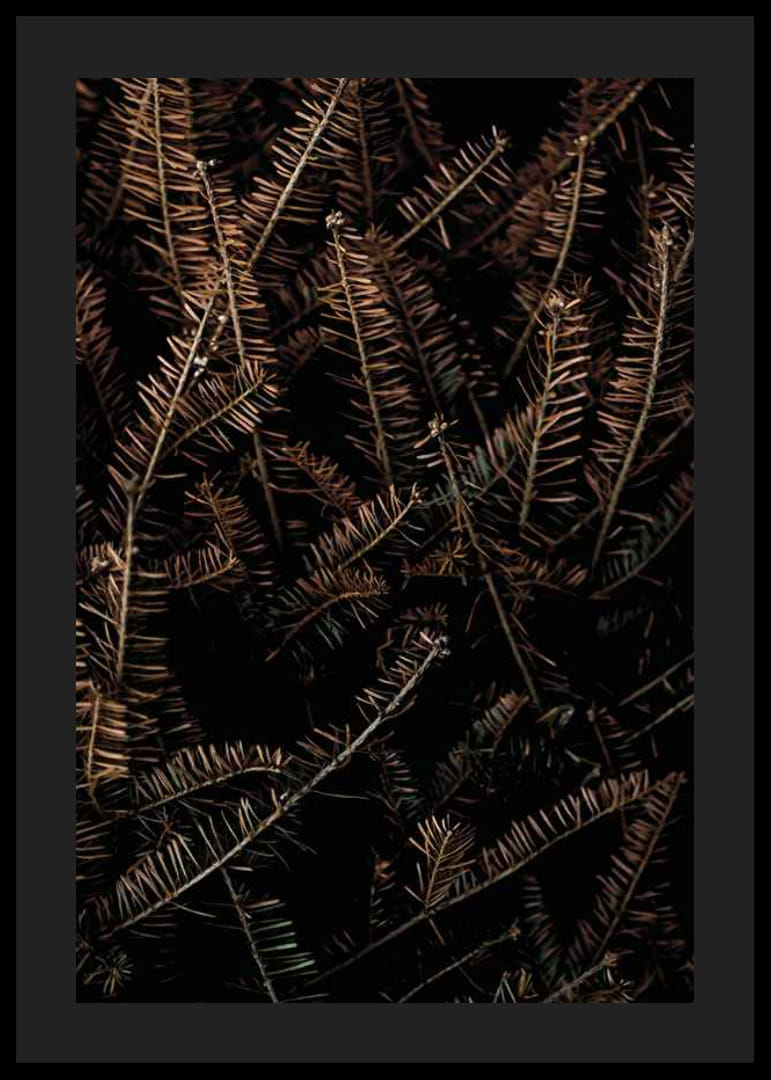 Detailný záber na hnedé suché smrekové konáre na tmavom pozadí-12