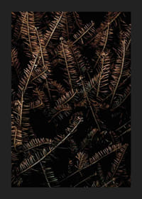 Detailný záber na hnedé suché smrekové konáre na tmavom pozadí-5