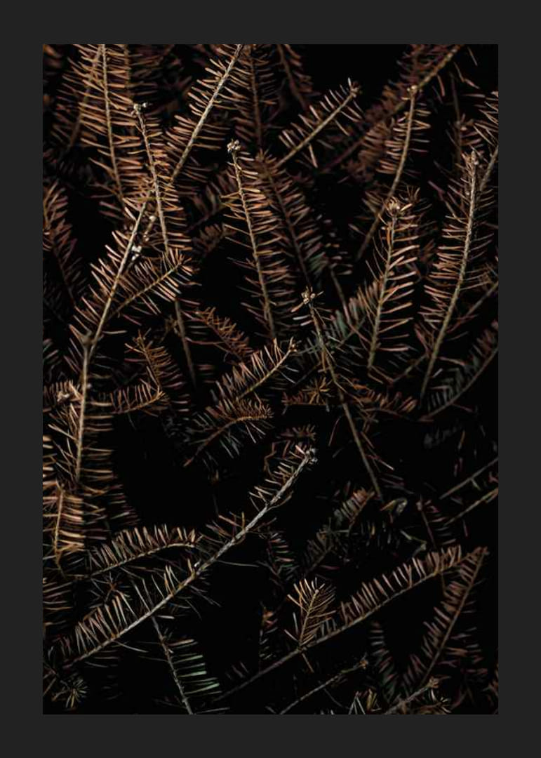 Detailný záber na hnedé suché smrekové konáre na tmavom pozadí-12