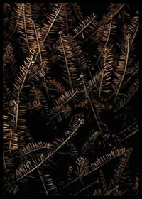 Fir Needle No1-2